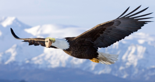 mindxcrash:  the-laughing-commander:  i-regret-this-username:  hazieash:  Wings of Freedom  THE LAST ONE  {HE’S A MAJESTIC FREAKING EAGLE}  THAT LAST ONE IS FUKING KILLING ME 