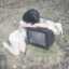 mylifetrash