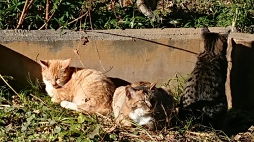 えぇぇ…またも悪い飼い主のわたくしは…横浜三渓園におりました…三渓園の猫さんたち。