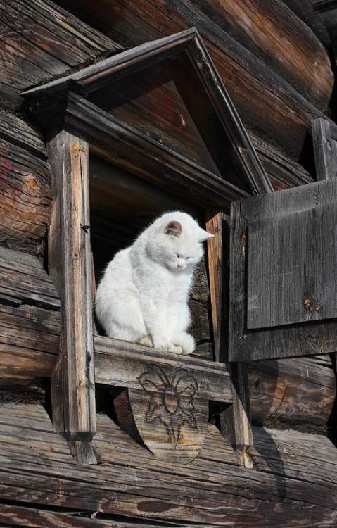 khoshekhs: cutencats: Sleeping at the window @cutencats rustic bode