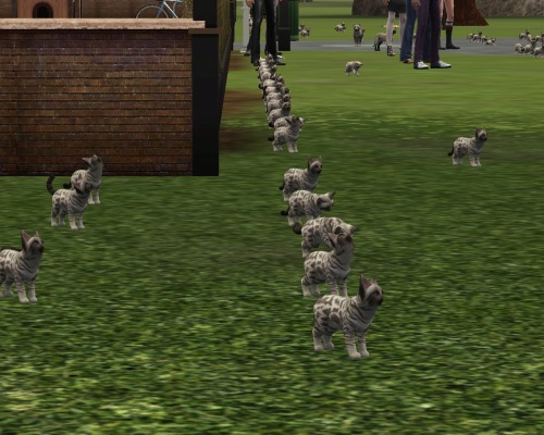 woohoo-juice-simoleons:simlish-people:So my sim’s cat got pregnant and was glitching a lot when givi