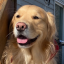 puppydegunderson