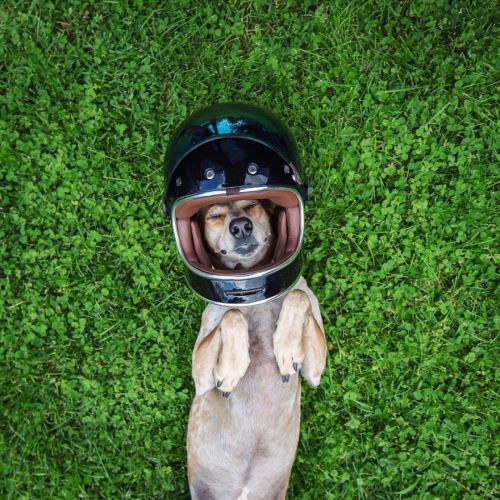 touchmytentacles:  doctor-sardonicus:  lace–and–bones:  conflictingheart:  Photographer Takes His Rescued Dog Maddie On Epic Adventures    I just sighed so hard  What a beautiful life this dog has.