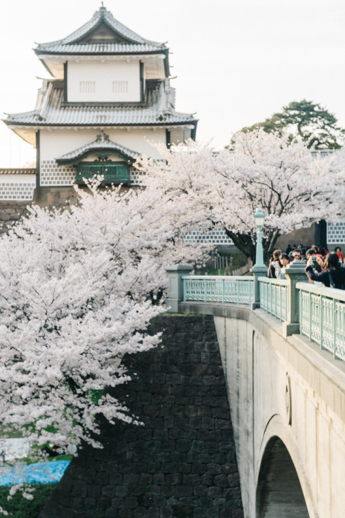 norsezwritesmusic: Cherry Blossoms at Kanazawa Castle