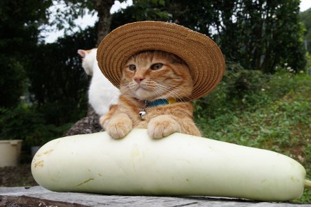 cybergata:Toro with a bottle gourd.  Shironeko wants to pose with it too.      ゆうがお