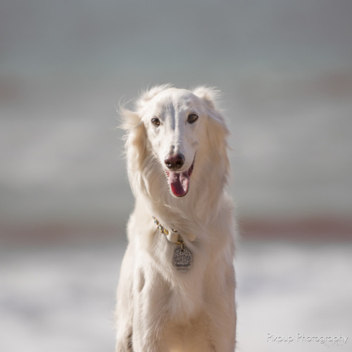 one plop of whipped cream, ready for school picture day