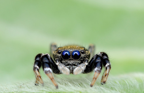 archiemcphee: Malaysian photographer Jimmy Kong took these amazing macro photos of spiders native to