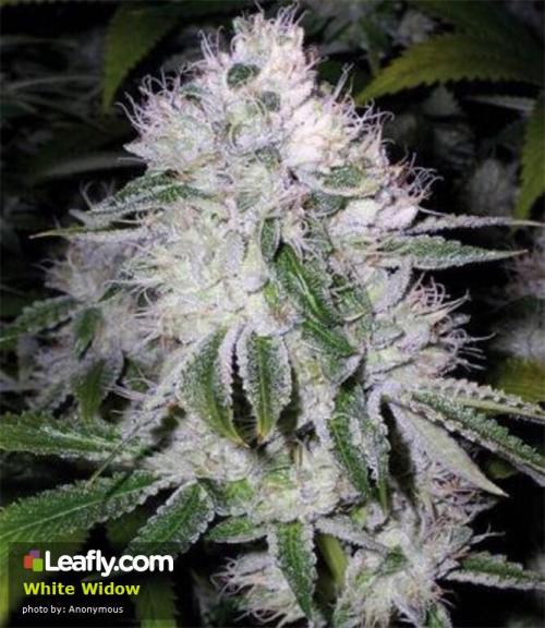 theheroicchemist:  White Widow is one of adult photos