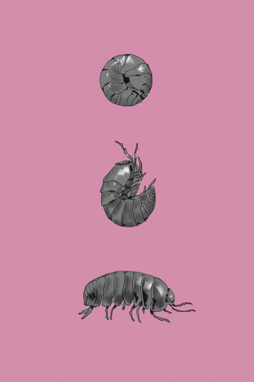 Day 3: Pillbug