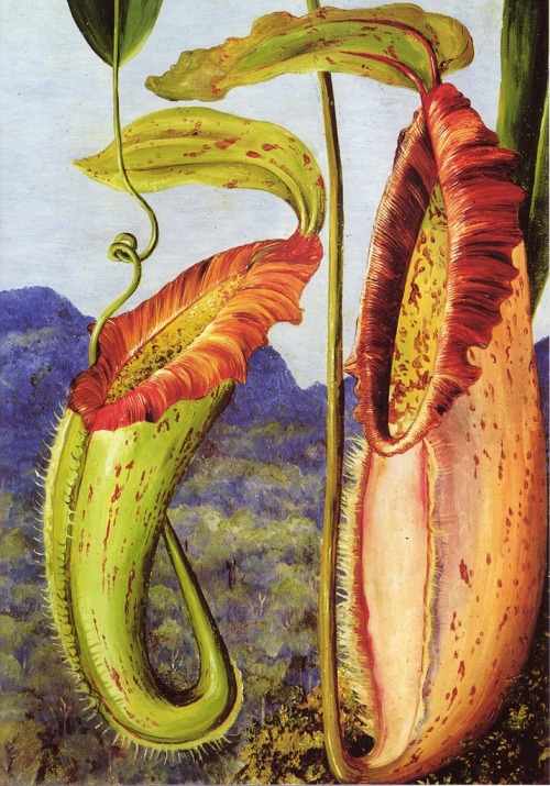 art-and-fury:Pitcher Plant, Nepenthes Northiana - Marianne North