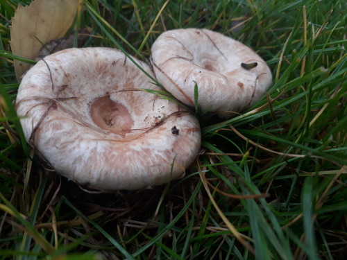 mushroomgay: Waltham Forest, London, UK, September 2020Wooly milkcap (Lactarius torminosus)The pale 