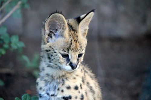  Photo Serval Kitten by Annika Hillier on 500px http://ift.tt/12yD5ku 