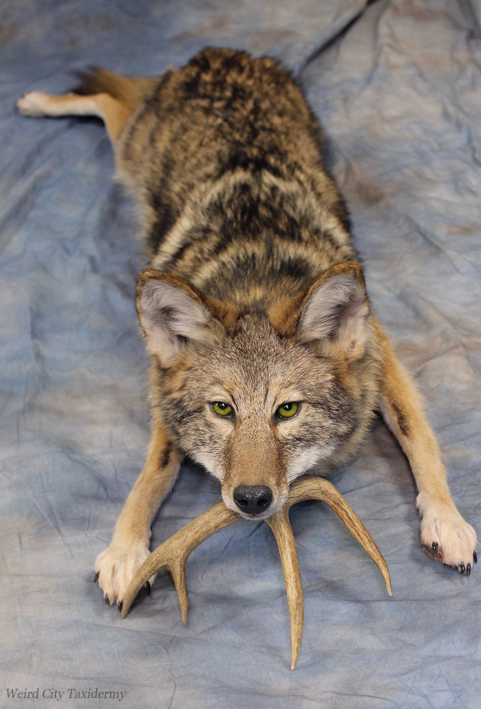 coyote taxidermy (first mount) by grihm -- Fur Affinity [dot] net