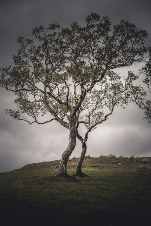 freddie-photography:  This is NorthumberlandFrom the mystery of countless castles, to the forests stradling barren moors, this is the hidden beauty of the county of Northumberland, England.By Freddie Ardley PhotographyWebsite | Facebook | Instagram |