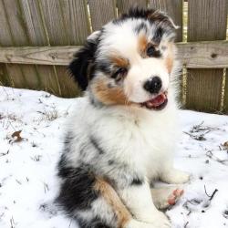 awwww-cute:  I heard it was National Puppy