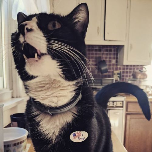 kelcipher: charlescdowd: I voted!!! bit.ly/2KsYhiY @mostlycatsmostly