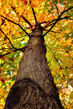 belovedgaia:  drxgonfly:  Golden Explosion! (by Spring Noel)  - plants - nature -