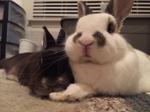 nuggetbuns: We didn’t know each other when we were residents at our local House Rabbit Society, but 
