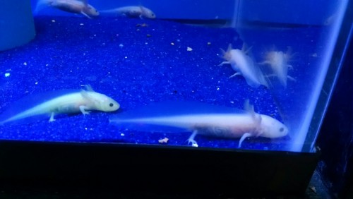 kai-ni: justnoodlefishthings:Okay so my LFS has Axolotl juvenile for sale but is it just me or are t