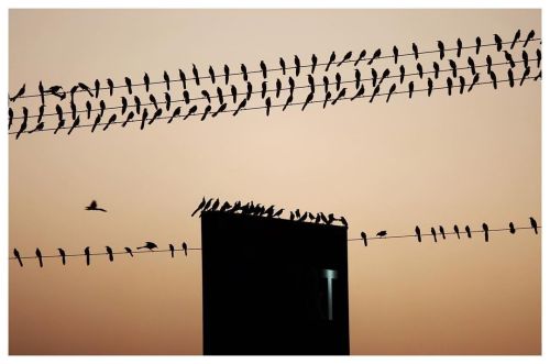 Last stop. #thenewnormal #bird #birdmigration #mcallen (at McAllen, Texas)https://www.instagram.co