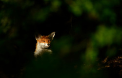 owls-n-elderberries:   	Red Fox in woodland glade by Ben Andrew      same