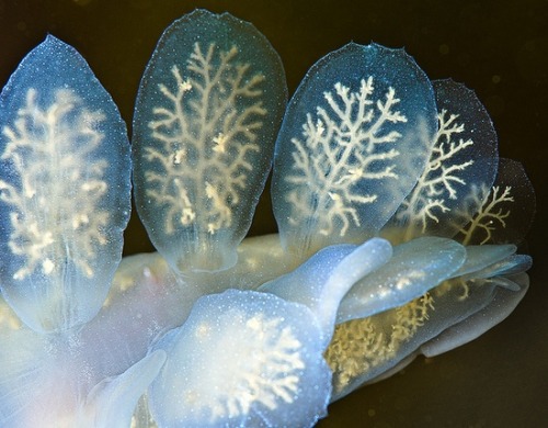 planetvalium:Hooded nudibranch (Melibe leonina) brachia (gills).