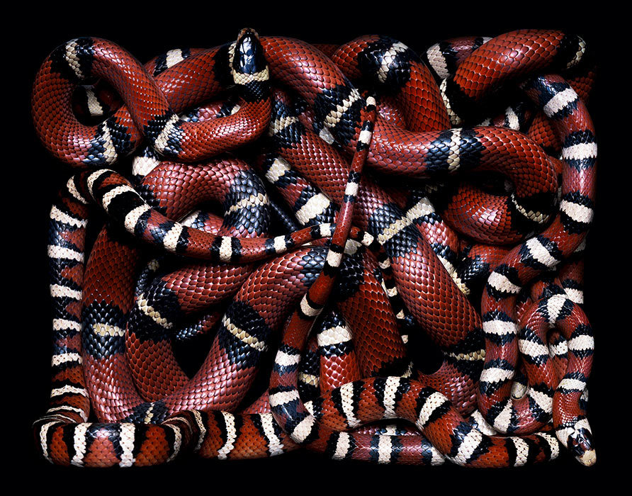 brainalize:  Snakes in squares by Guido Mocafico. 