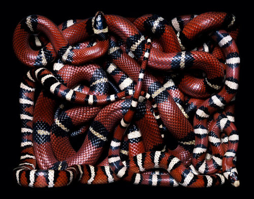 Porn Pics brainalize:  Snakes in squares by Guido