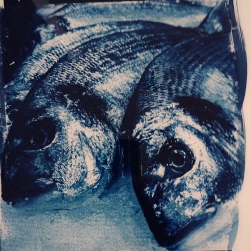 Tirage Cyanotype Original Unique 2023