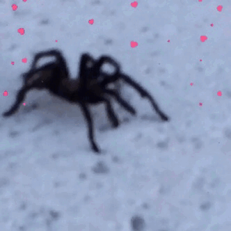 batpupp:look at this big ol boy I saw today