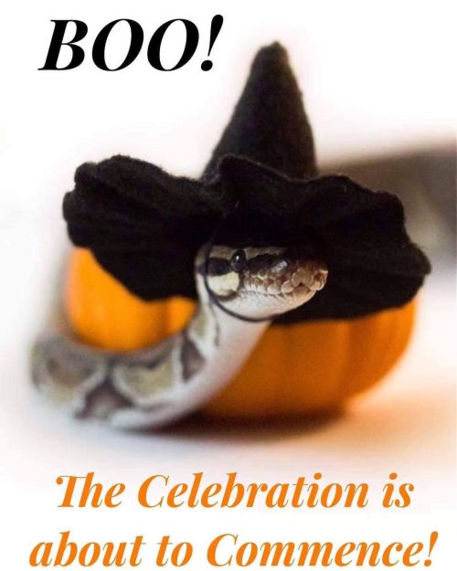 It’s the most wonderful time of the year! #halloween #halloweensnake #snakes #snakesofinstagram #wit