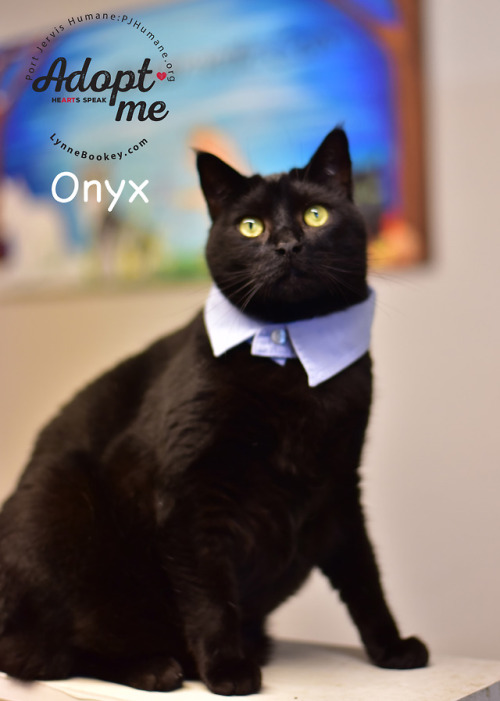 Onyx is a very affectionate big boy who acts like your second shadow. He tends to rub up against you