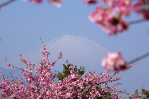 kara-meru:  floralls:  Flowers & Fuji porn pictures