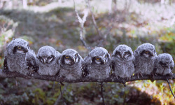rorschachx:  Hawk Owl nestlings (Surnia ulula)