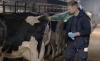 farm-worker:ein bisschen ohne Handschuhe, ein bisschen mit Handschuhen🤣