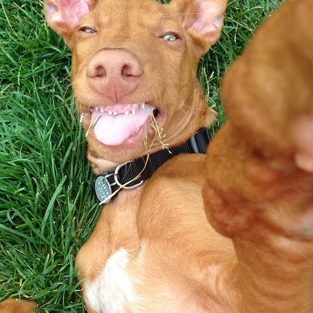 instagram:   Snapping #petselfiez with @jermzlee &amp; Norm Since the advent