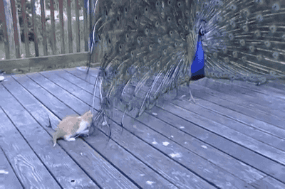 tastefullyoffensive:The ultimate cat toy. [video]