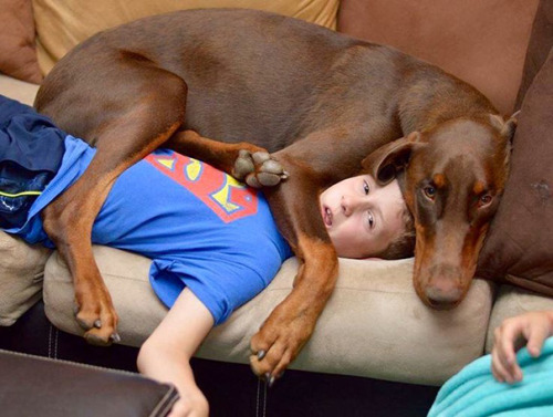 awesome-picz: Dogs That Don’t Care About Your Personal Space.