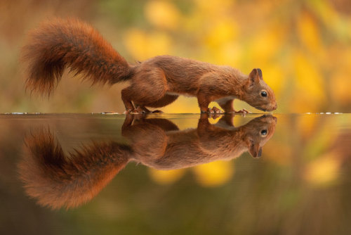 Photographer Waits Hours To Capture The Autumn Idyll Of Squirrels Carrying A Nut Over A Lake (8 Pics