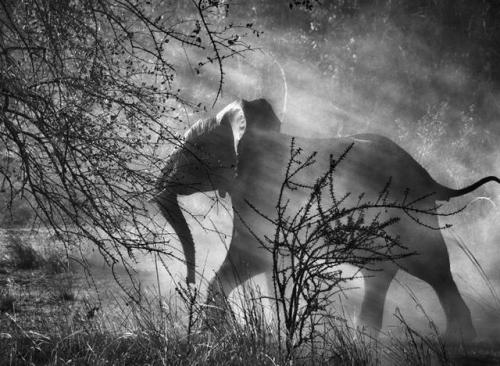 howtoseewithoutacamera: by Sebastião Salgado  African elephant. Kafue National Parka. Zambia (2010)