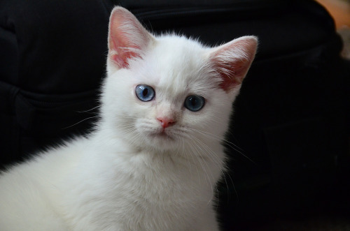 Yoda’s Blue Eyes.. (by Daveyal_photostream)