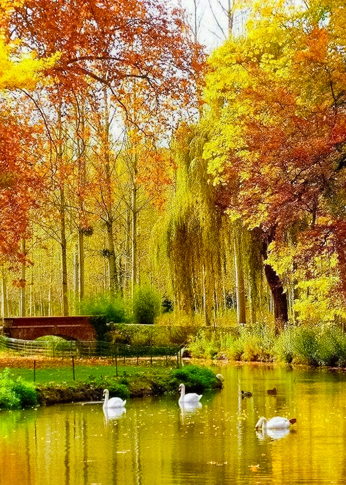 coiour-my-world:  golden autumn