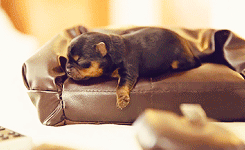  tiny puppies on tiny couches ! 