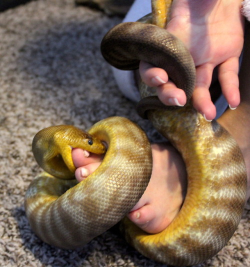 almightyshadowchan:This little piggy went to NOM NOM NOMAhh, life with woma pythons XD Had Rosetta o