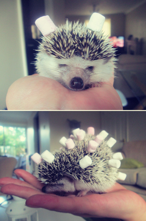 heavenly-headspace:awwww-cute:Quill Smith covered in mini marshmallowsQuill Smith! :’)