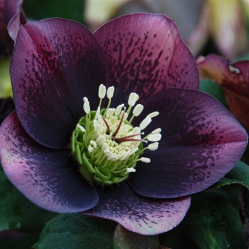 ironperennial:Helleborus Winter Jewel // Onyx OddysseyHelleborus X Hybridus Winter Thrillers // Grap