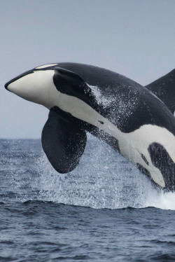 dioxigeno:Breaching Orca Whale, Chase Dekker