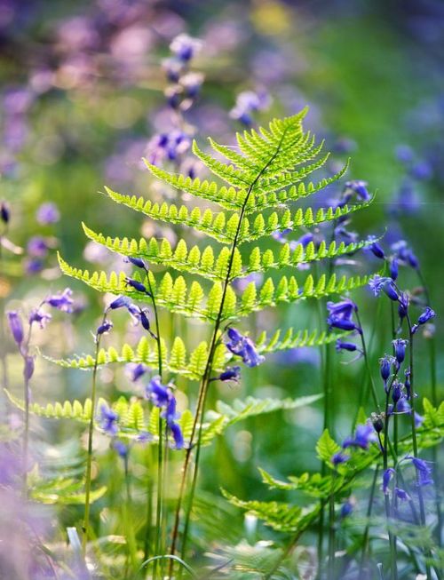 cuiledhwenofthegreenforest: Fern and Bluebells, Cowdray Forest by Alan MacKenzie on Flickr          