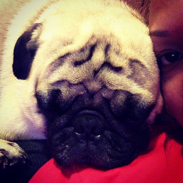 helloitsjeanna:
“Home. #louisthepug #pug
”
Perchin’ on ma’s shoulder.