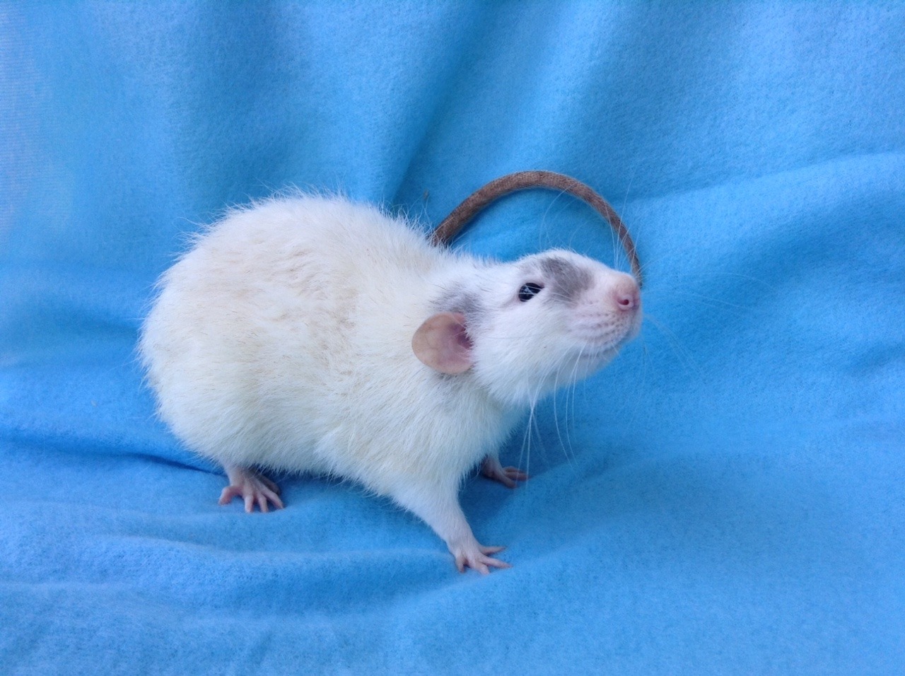 lovely-little-rats:  Benji is such a little ham when it comes to picture time💙